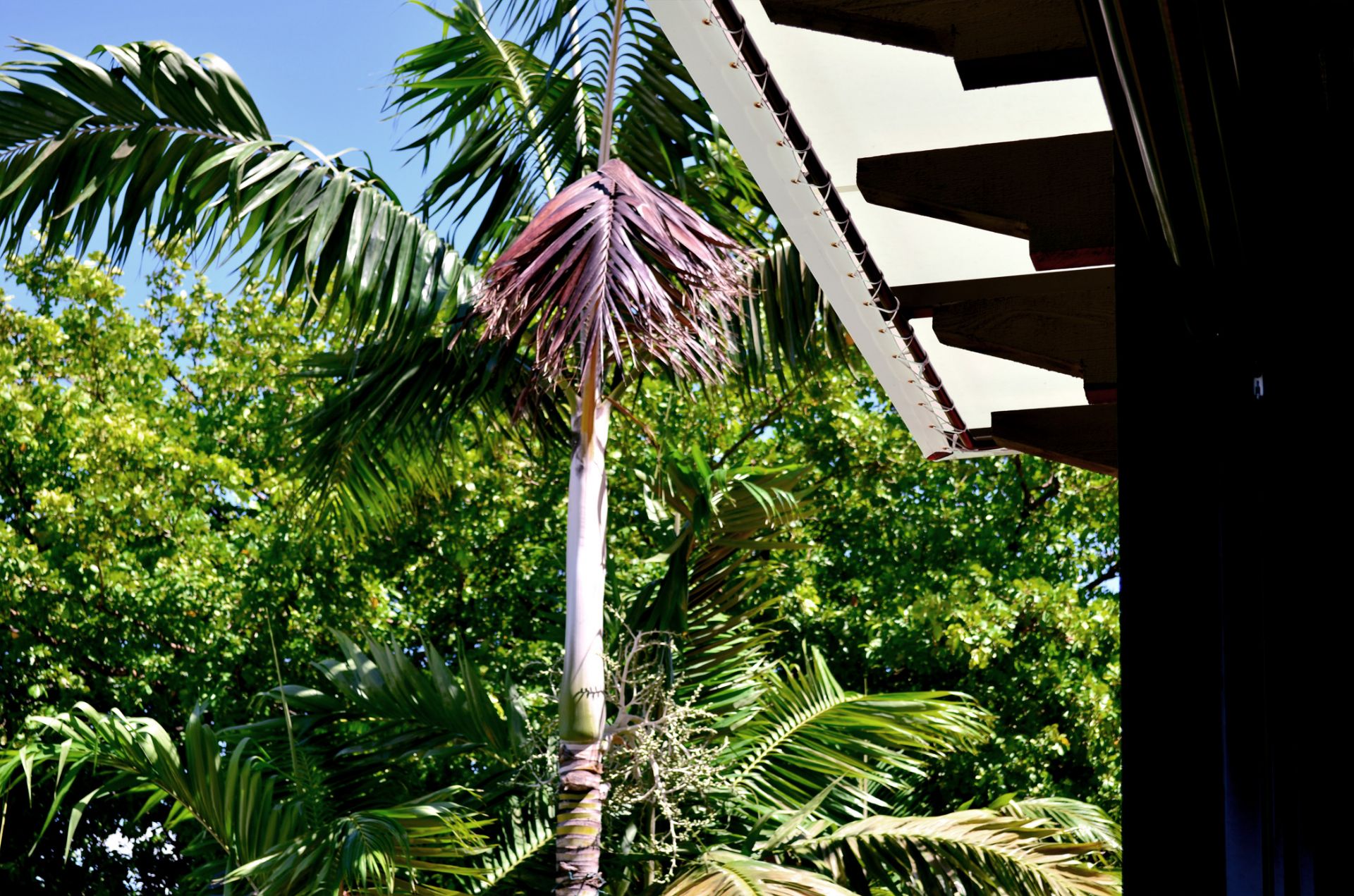 Trellises and Pergolas Awnings of Hollywood